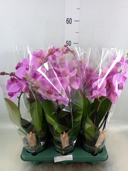 <h4>Phalaenopsis  'Spirit Pink'</h4>