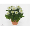 Chrysanthemum  'Brave'