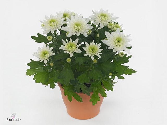 Chrysanthemum  'Brave'