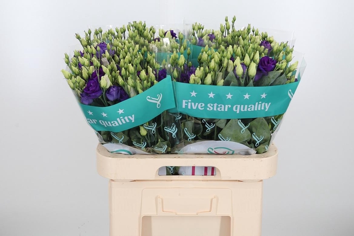 <h4>Eust G Rosita Blue</h4>