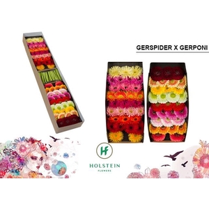 Germini Mix Spider  Pomponi Doos