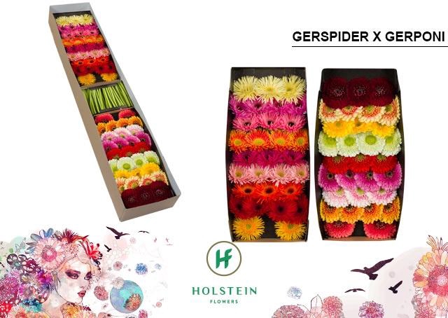 <h4>Germini Mix Spider  Pomponi Doos</h4>