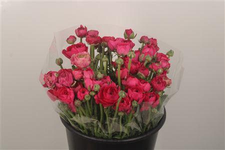 <h4>Ran El Dark Pink</h4>