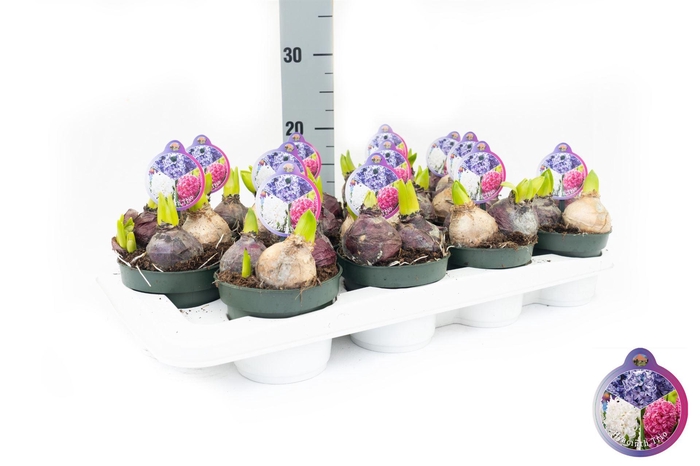 <h4>Hyacinthus orie. ...</h4>