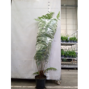 Cyathea cooperi