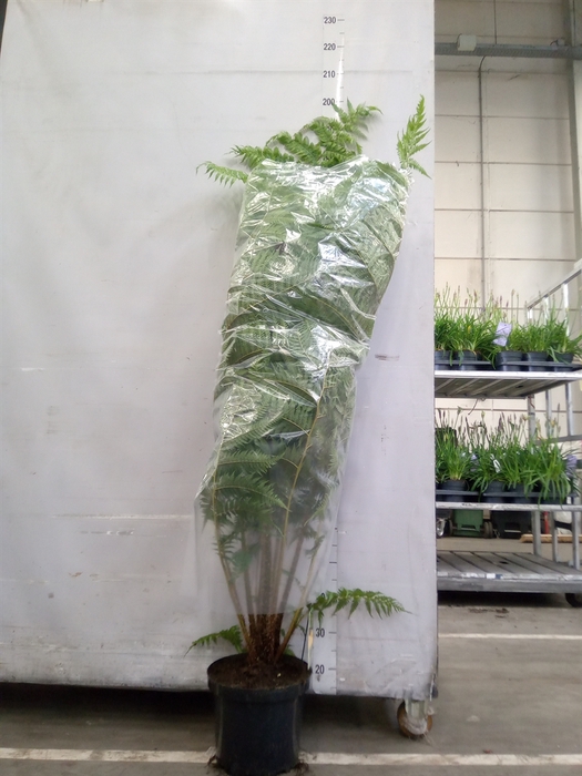 <h4>Cyathea cooperi</h4>