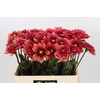 Dahlia Salmon Runner
