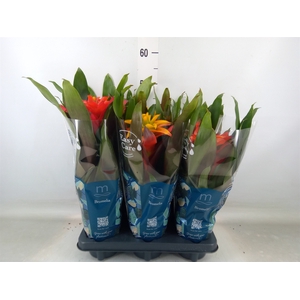 Guzmania   ...mix 3
