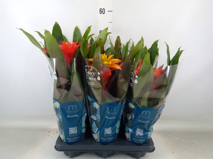 <h4>Guzmania   ...mix 3</h4>