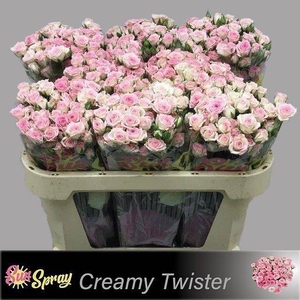 Rosa spray creamy twister