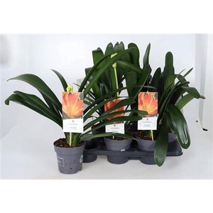Clivia Miniata Orange Xl Pot 15!