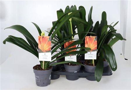 <h4>Clivia Miniata Orange Xl Pot 15!</h4>