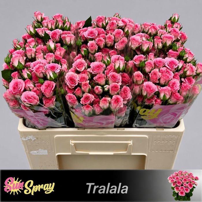 <h4>R TR TRALALA</h4>