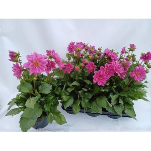 DAHL D LAB GR ROSE