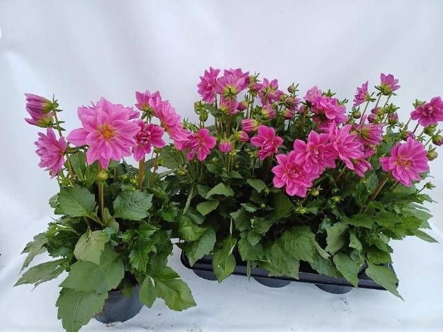 <h4>DAHL D LAB GR ROSE</h4>