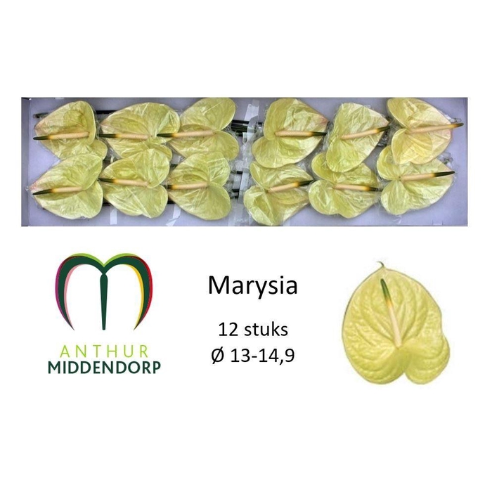 <h4>Anth A Marysia</h4>