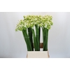 Ornithogalum Saundersiae