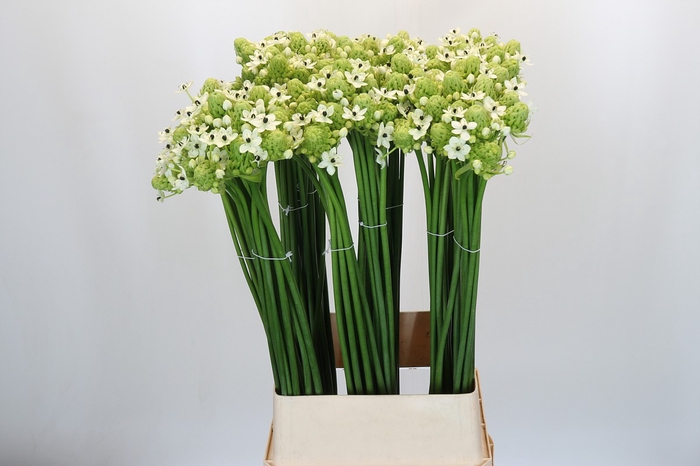 <h4>Ornithogalum Saundersiae</h4>