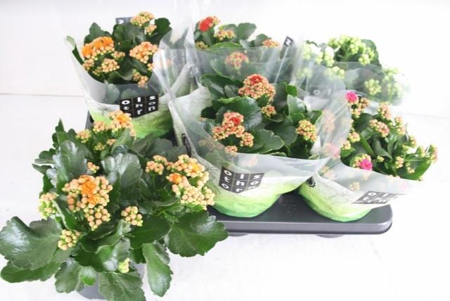 <h4>KAL GE GEM 4 KL</h4>