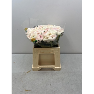 RAN CLONI EXTRA HANOI