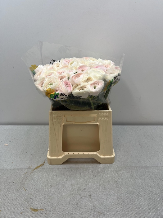 <h4>RAN CLONI EXTRA HANOI</h4>