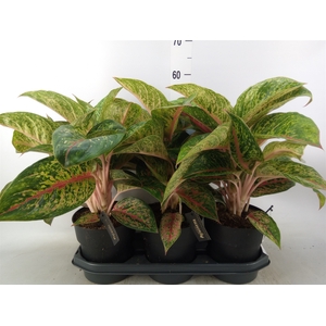 Aglaonema  'Lychee Red'