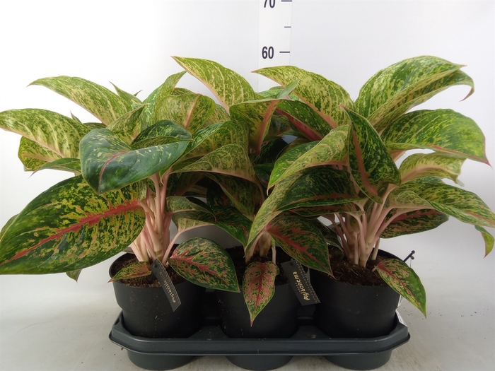<h4>Aglaonema  'Lychee Red'</h4>