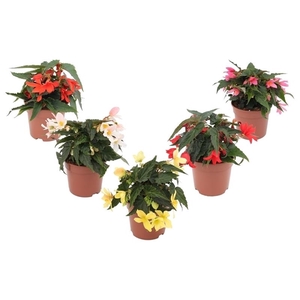 Begonia Waterfall Mix Layer