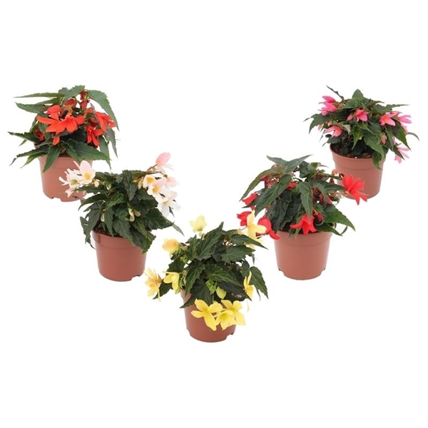 <h4>Begonia Waterfall Mix Layer</h4>
