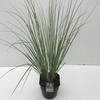 Cortaderia sell. 'Mini Pampas'