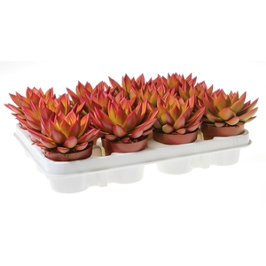 Echeveria  'Miranda'