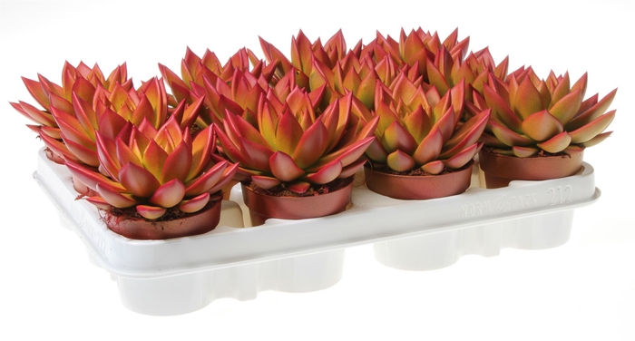 <h4>Echeveria  'Miranda'</h4>