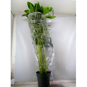 Philodendron  'Fun Bun'