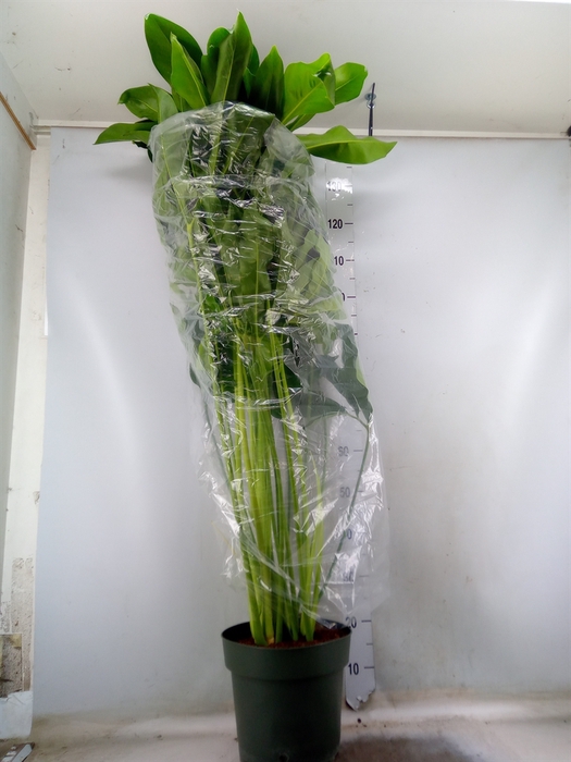 <h4>Philodendron  'Fun Bun'</h4>