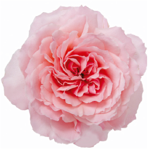 <h4>R Gr Deluxe Collection Mayra Rose Light Pink 40cm CO</h4>