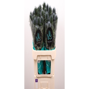 ERYN SCORPIU QUESTAR