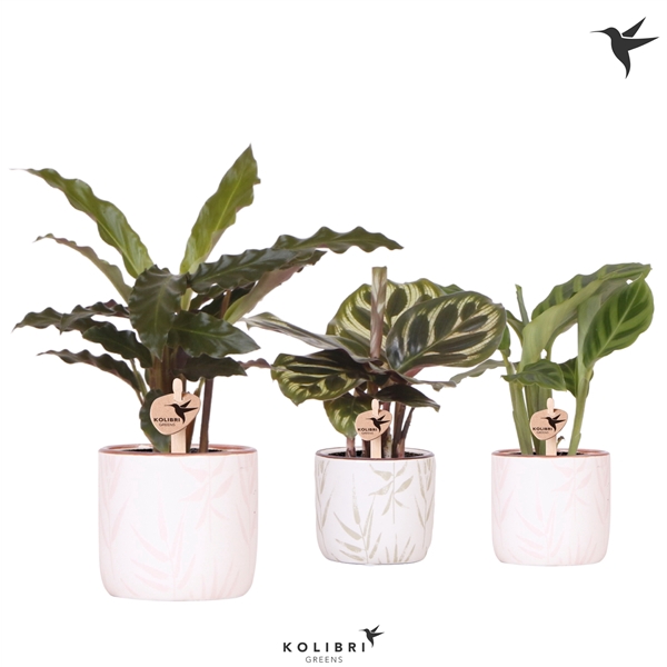 <h4>Kolibri Greens Calathea mix in Leaf pot mix</h4>