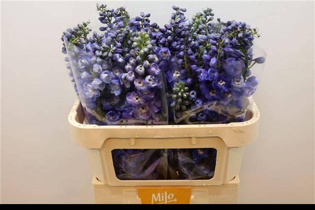 <h4>DELPH DU GUARD BLUE</h4>