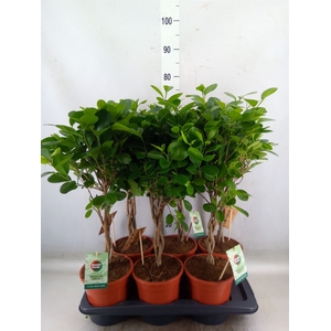 Ficus microcarpa 'Moclame'