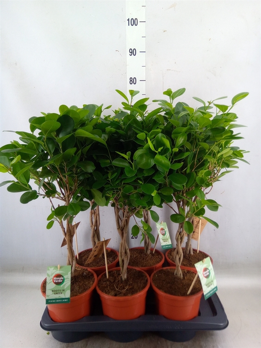 <h4>Ficus microcarpa 'Moclame'</h4>