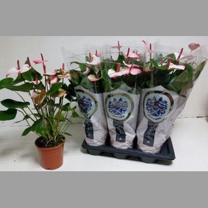 ANTHU AN PR AM ELEGA