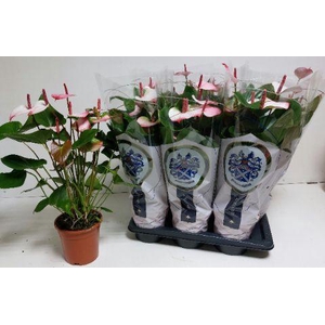 ANTHU AN PR AM ELEGANCE 70 cm 8 Bloem