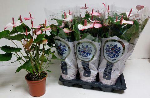 <h4>ANTHU AN PR AM ELEGANCE 70 cm 8 Bloem</h4>