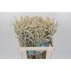 Amaranthus Yearming Desert