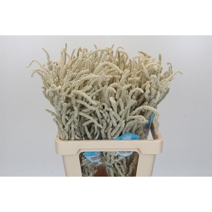 Amaranthus Yearming Desert