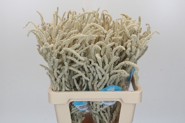Amaranthus Yearming Desert
