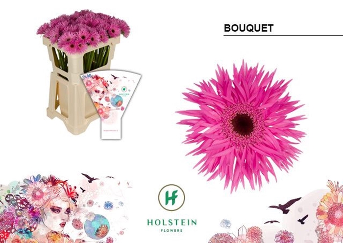 <h4>GERBERA MIS 'BOUQUET'</h4>