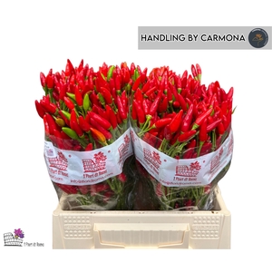 CAP RED FIRE