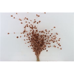 Dried Wheep Bamboo Copper Bunch Slv