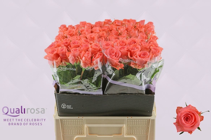 <h4>Rosa GR 'Sankara'</h4>